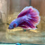 Purple Pink Halfmoon - Male Betta 162