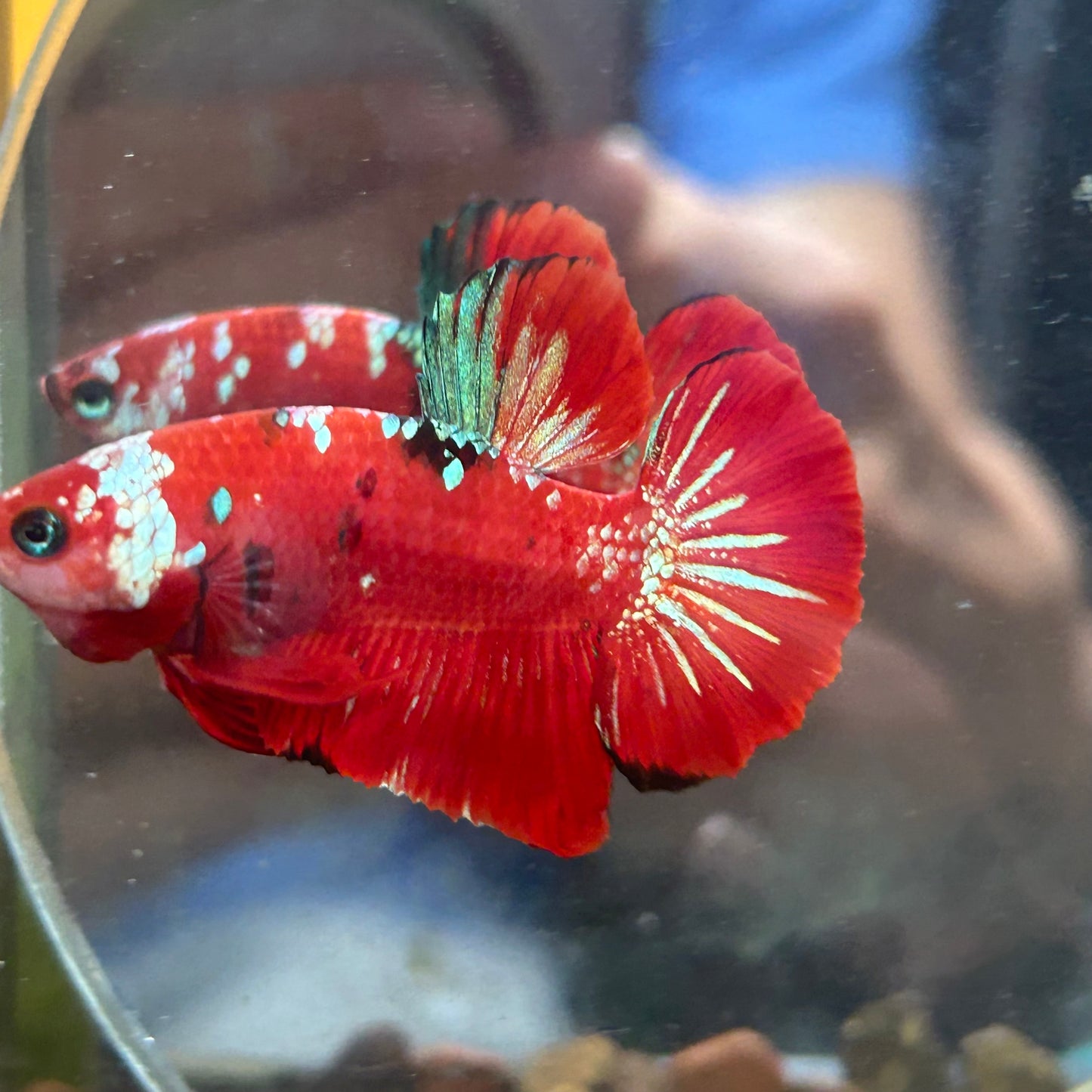 Red Gold Galaxy Plakat - Male Betta 113