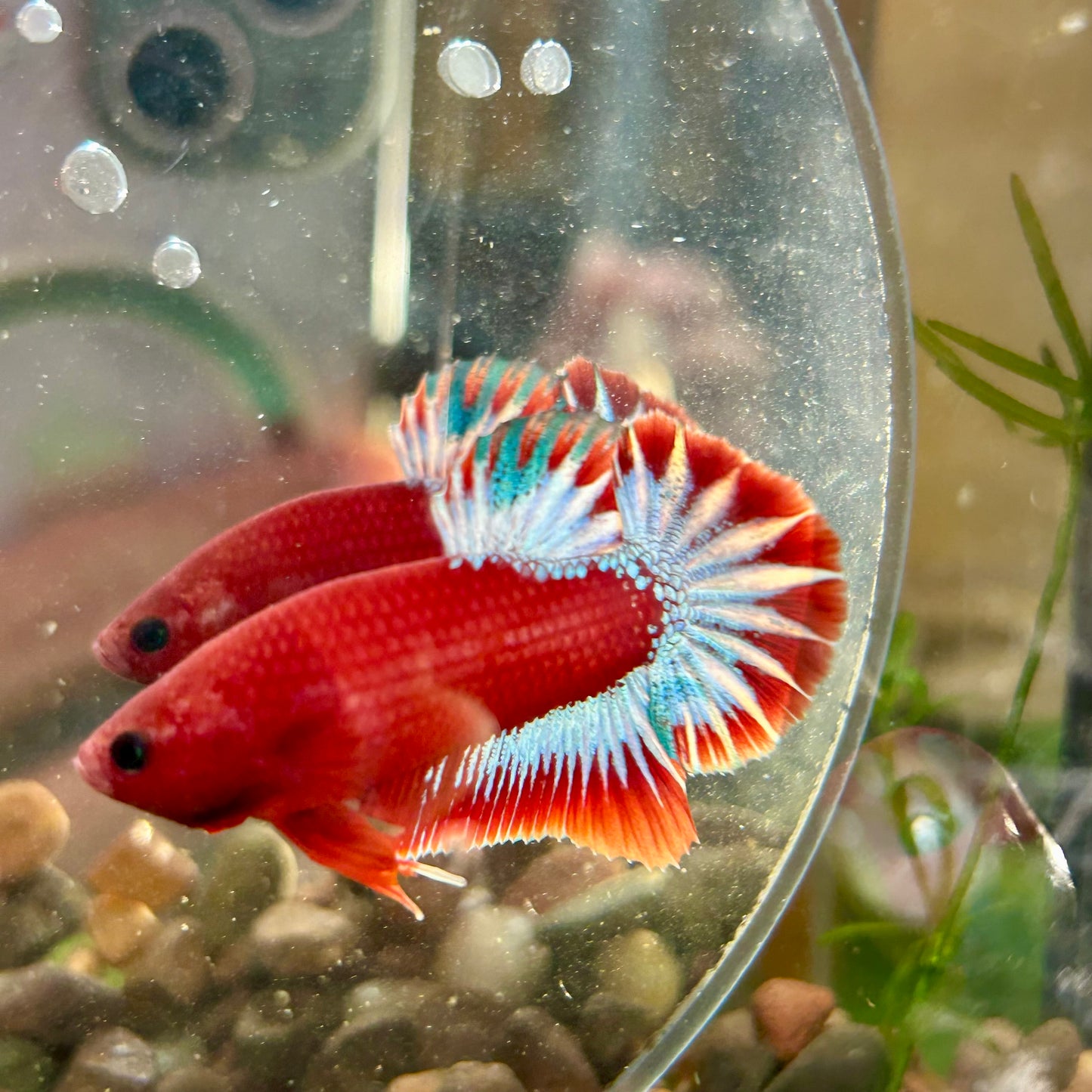 Red Fancy Hellboy Plakat - Male Betta 032