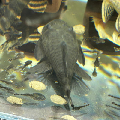 Green Dragon - Pleco Homebred
