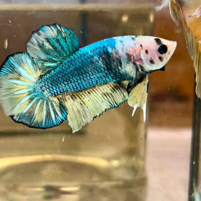 Giant Yellow Koi Plakat - Male Betta BO 4.5cm 155