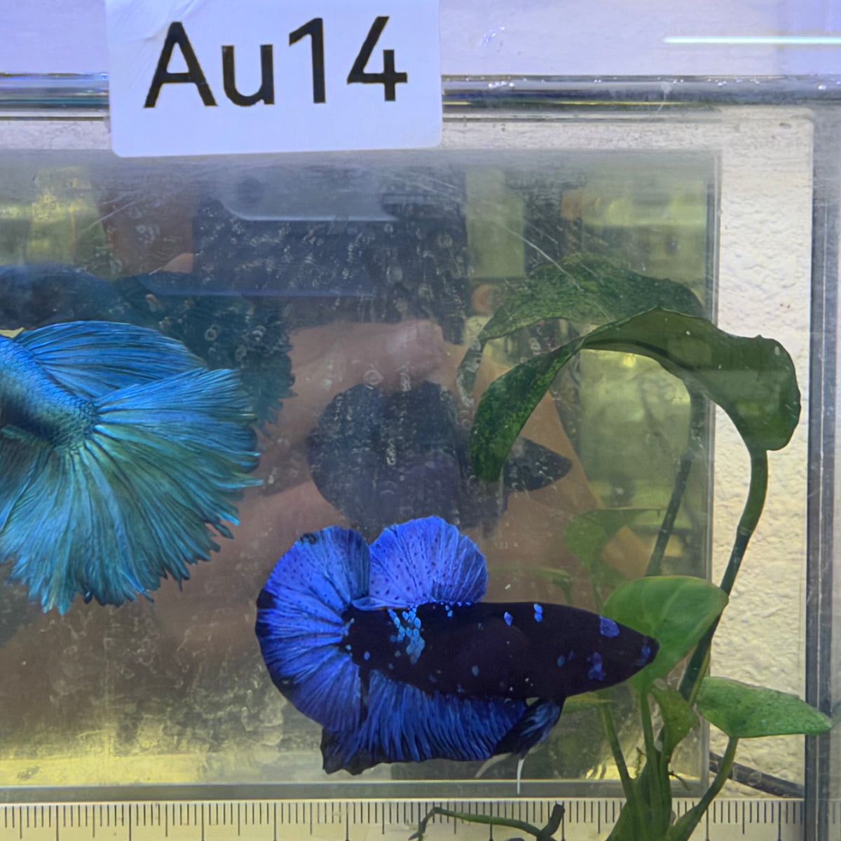 Avatar Black Light Plakat Male Betta #Au14