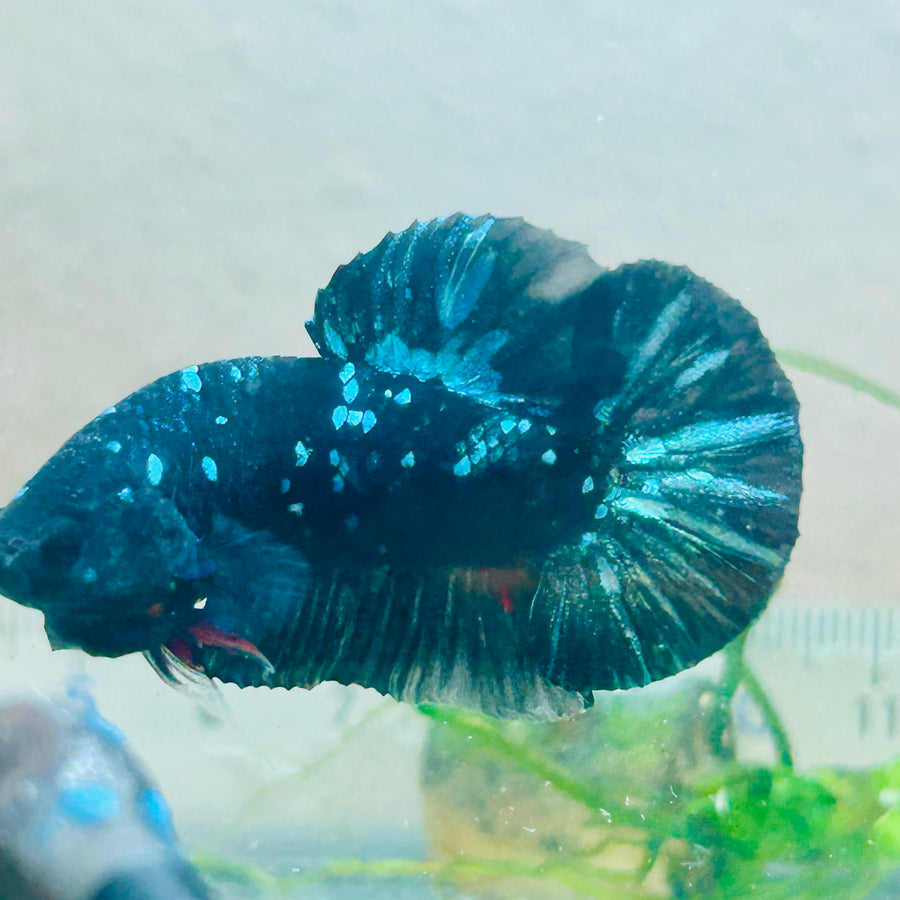 Plakat Avatar Nebula Male Betta #Au89