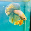 Feather Tail Light Blue King - Male Betta 180