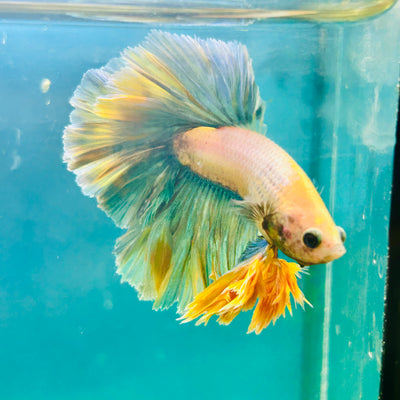 Feather Tail Light Blue King - Male Betta 180