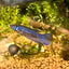 Blue Wild Mahachai - Female Betta A01