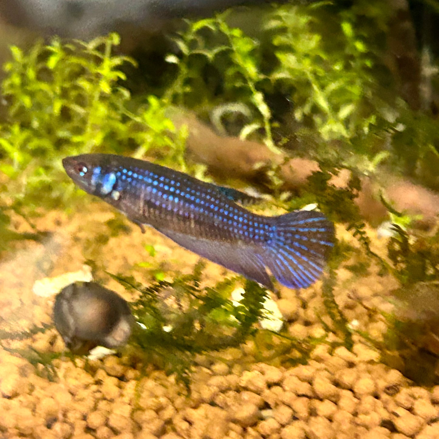 Blue Wild Mahachai - Female Betta A01