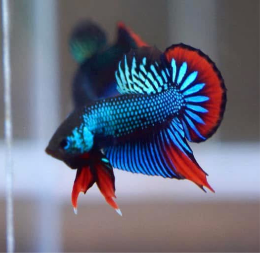 Wild Imbellis Blue - Male Betta