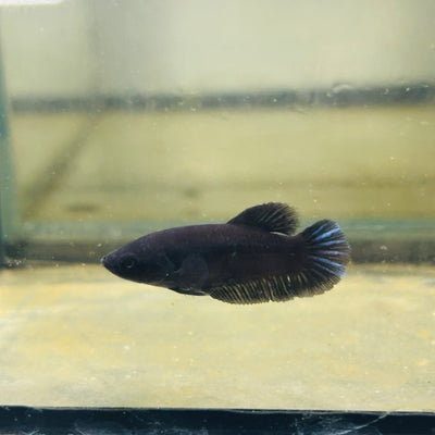 Super Black Plakat - Female betta 068