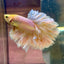 Yellow Feather- Male Betta FM2