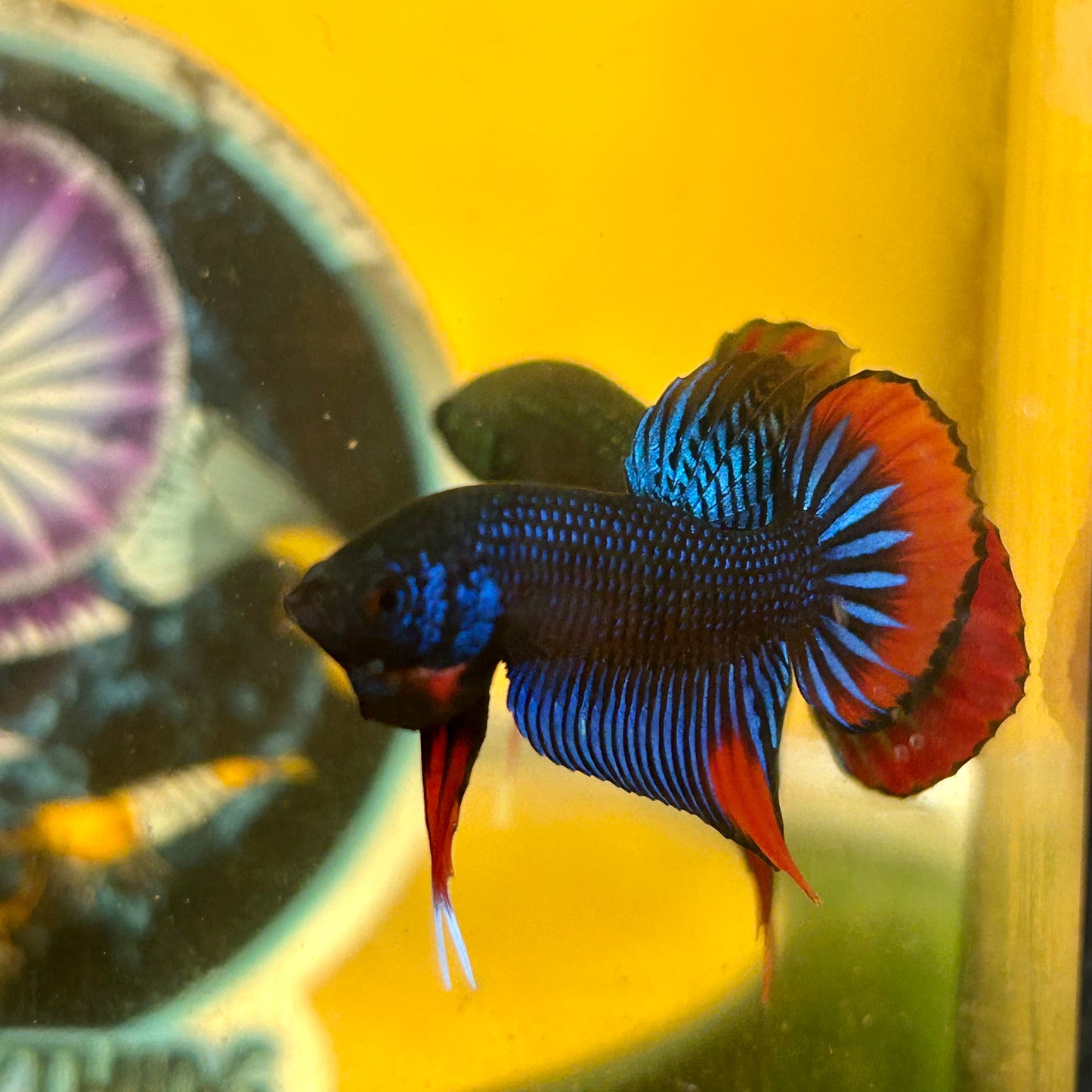 Wild Imbellis Blue - Male Betta 196