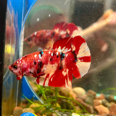 Nemo Koi Galaxy Plakat  - Male Betta 156