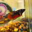 Avarta Vampire Plakat - Female betta 180