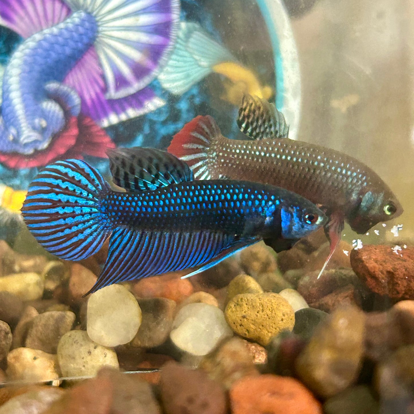 Blue Mahachai Wild - Male Betta 020