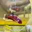 Red Koi Galaxy Plakat - Female Betta 023