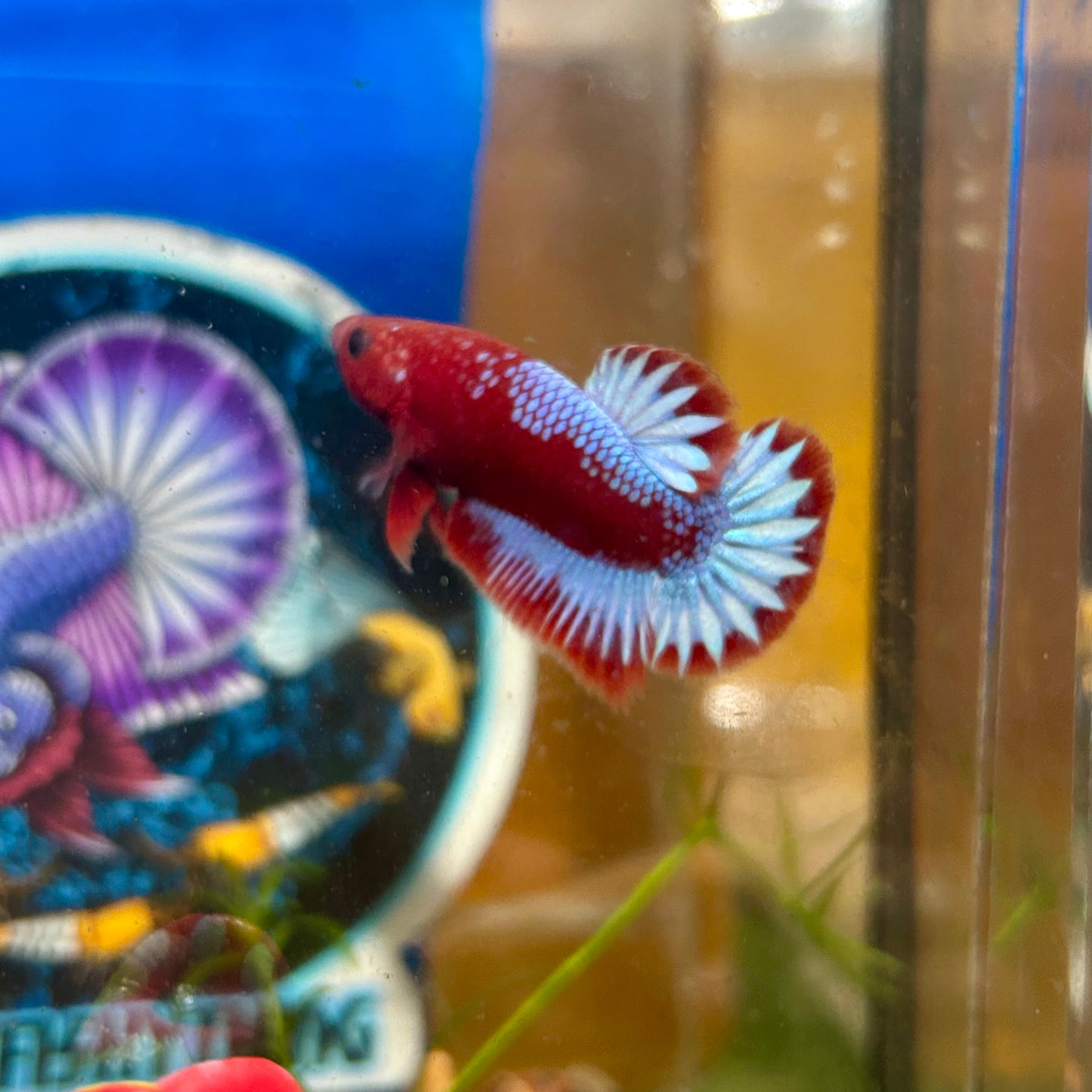 Red Fancy Hellboy Plakat - Male Betta 109