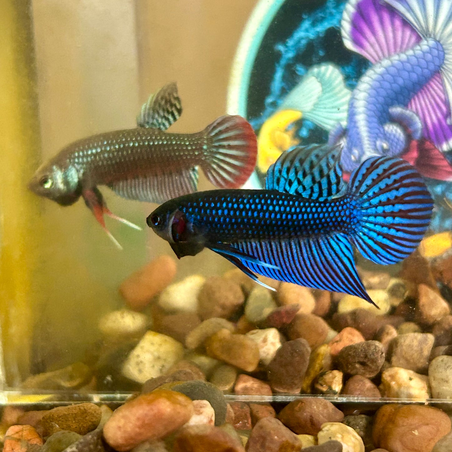 Blue Mahachai Wild - Male Betta 020