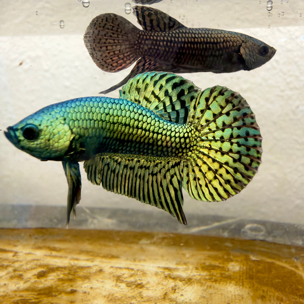 Wild Hybrid Alien Green Male Betta #132