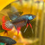 Wild Imbellis Steel Blue - Male Betta 015