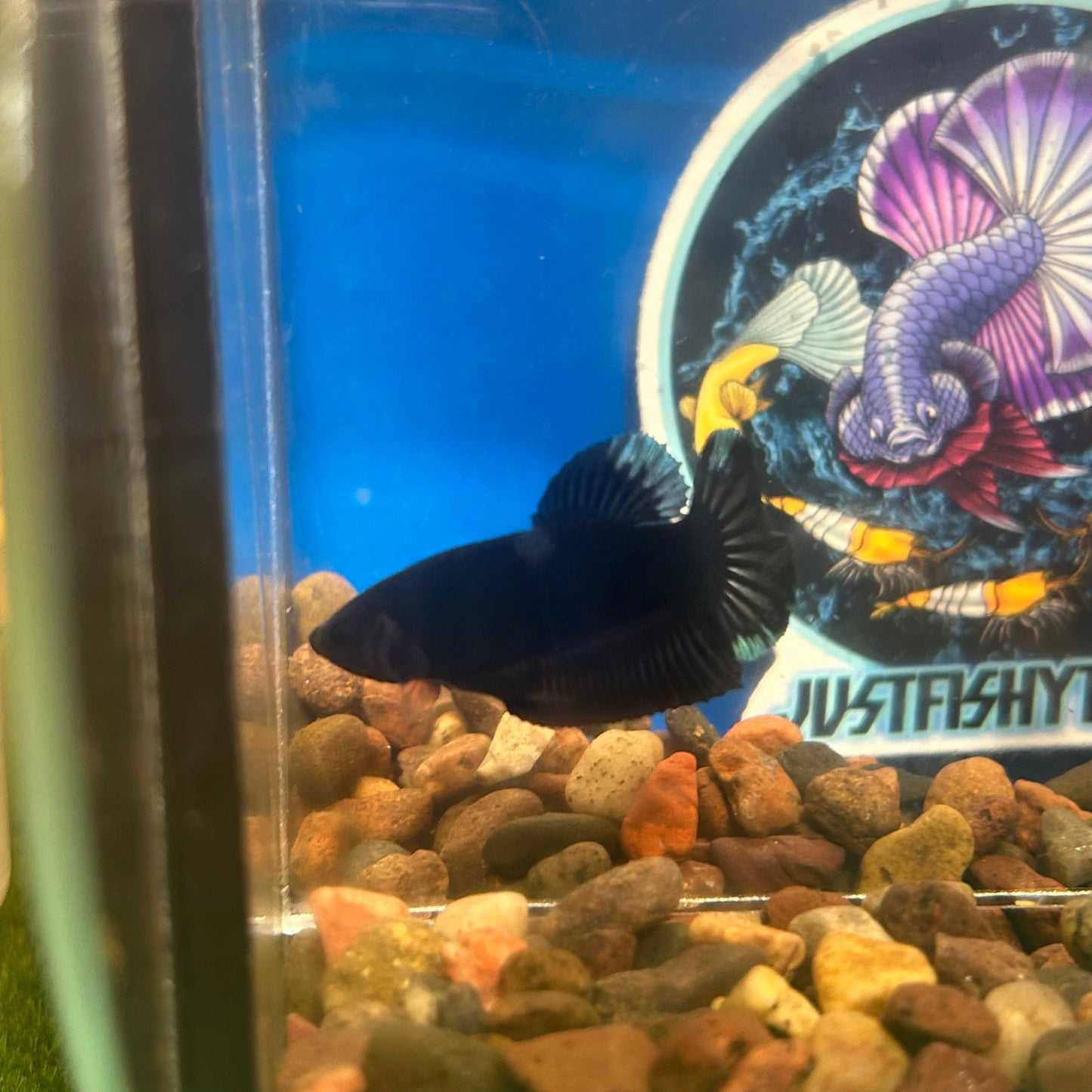 Avarta Black Plakat - Male Betta 098 Homebred