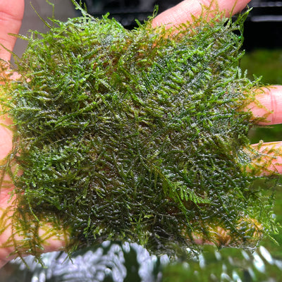 Peacock Moss on Mat