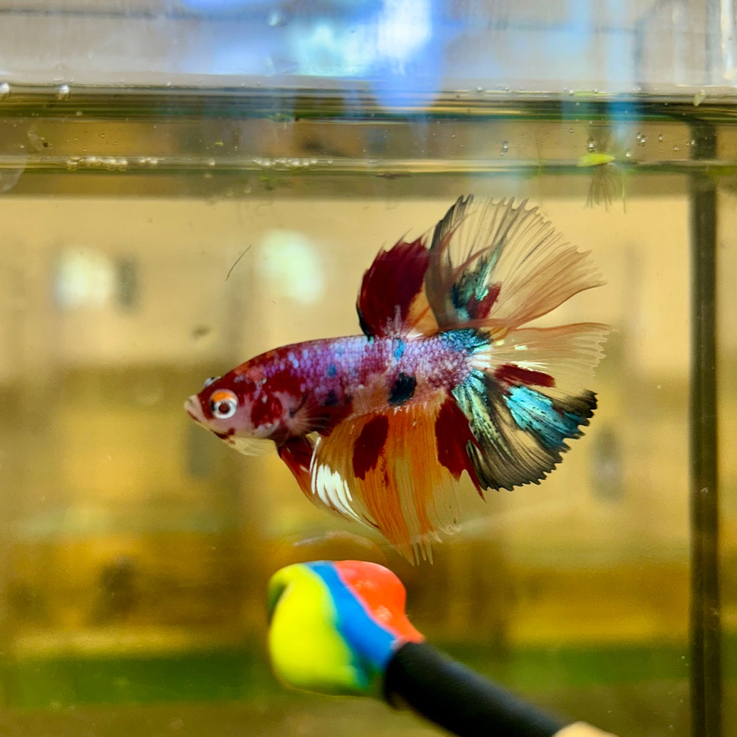 Koi Nemo Crowntail - Male Betta 125