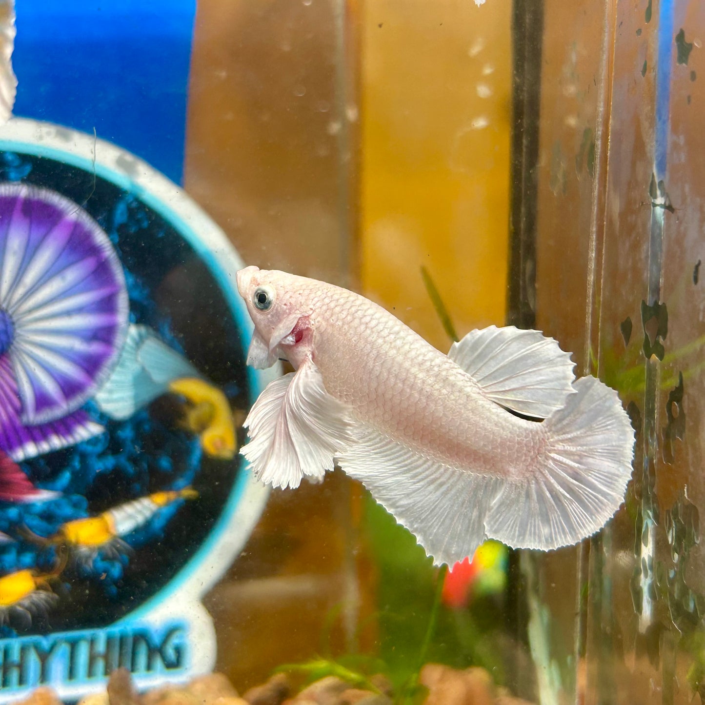 Dumbo White Platinum Plakat - Male Betta 034