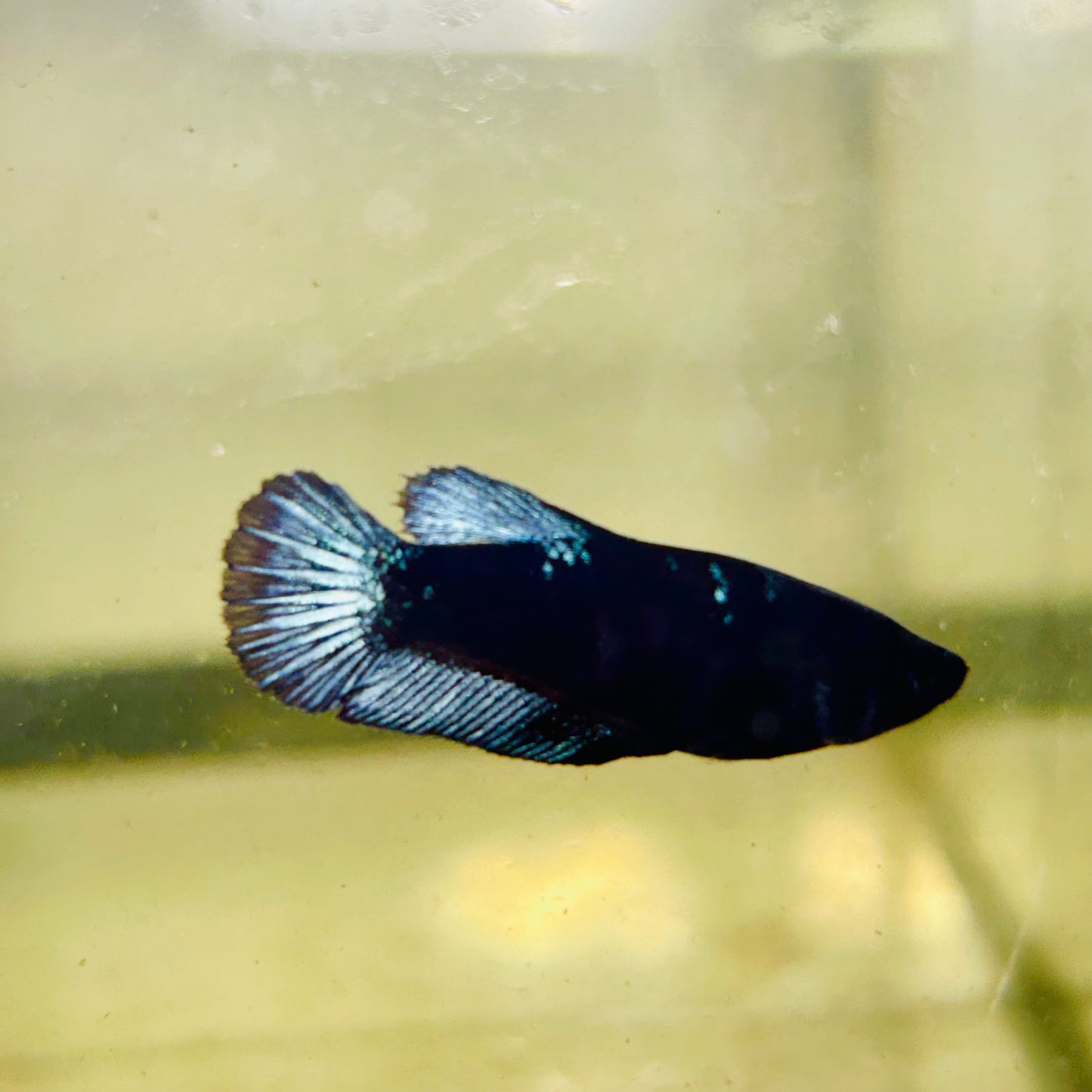 Avarta Black Light Plakat - Female betta 064