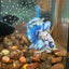 Blue Marble Dot Plakat - Male betta 150