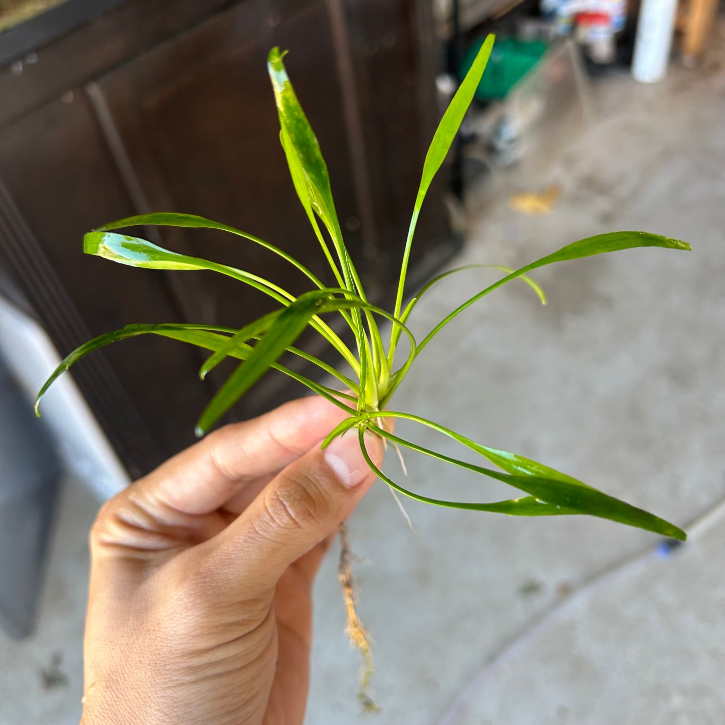 CRYPTOCORYNE LUCENS