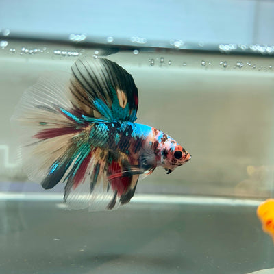 Multicolor Koi Halfmoon - Male Betta 114