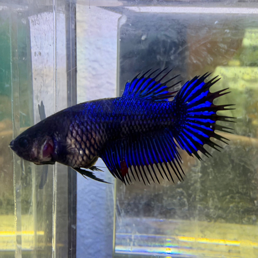 Crowntail Black Light- Female Betta #SE32