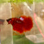 Red Fancy Halfmoon - Male Betta 024