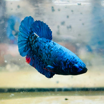 Plakat Avatar Nebula Female Betta #164