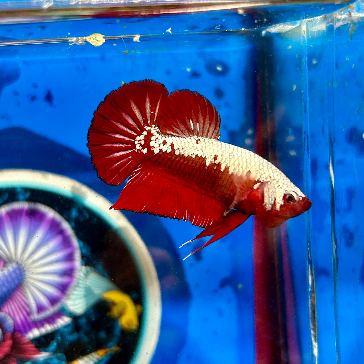 Red Samurai Plakat - Male Betta 096