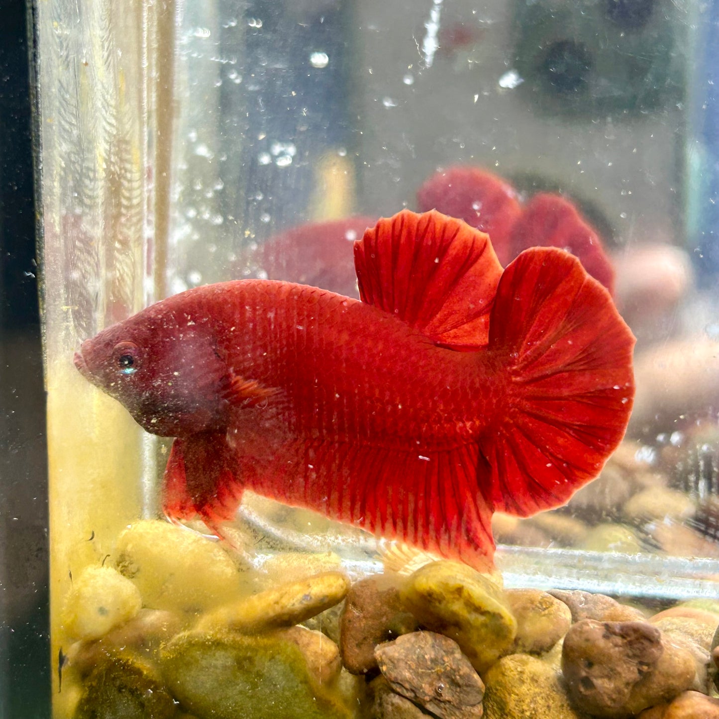 Super Red Plakat - Male Betta