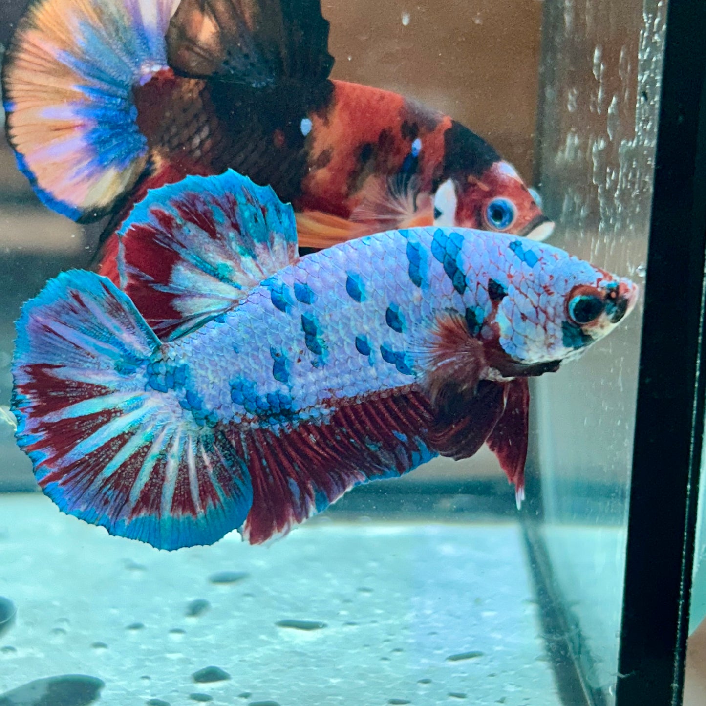 AOC Blue Koi Plakat - Male Betta 044