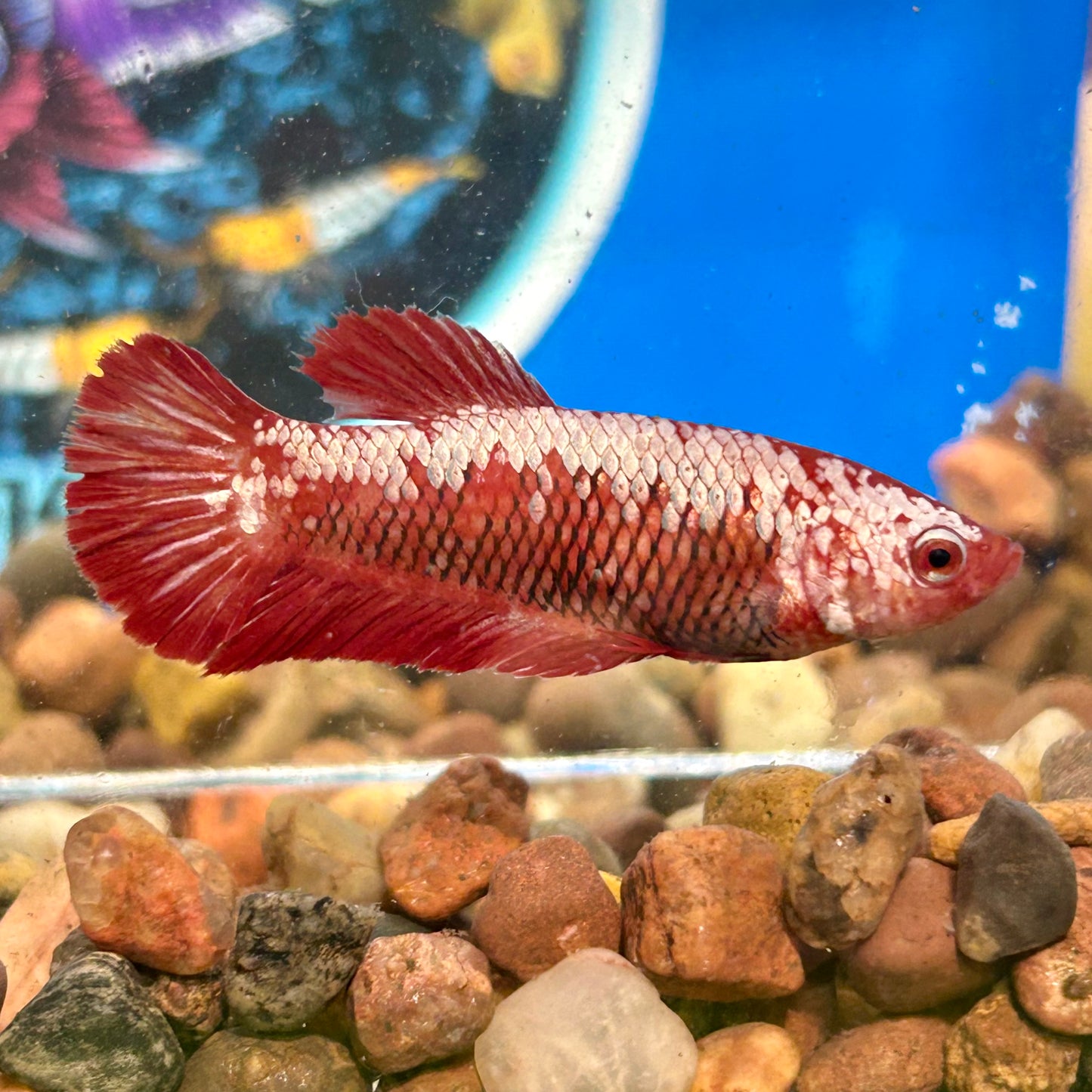 Red Samurai Plakat - Female Betta 086