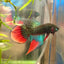 Wild Imbellis Long fins - Male Betta 086