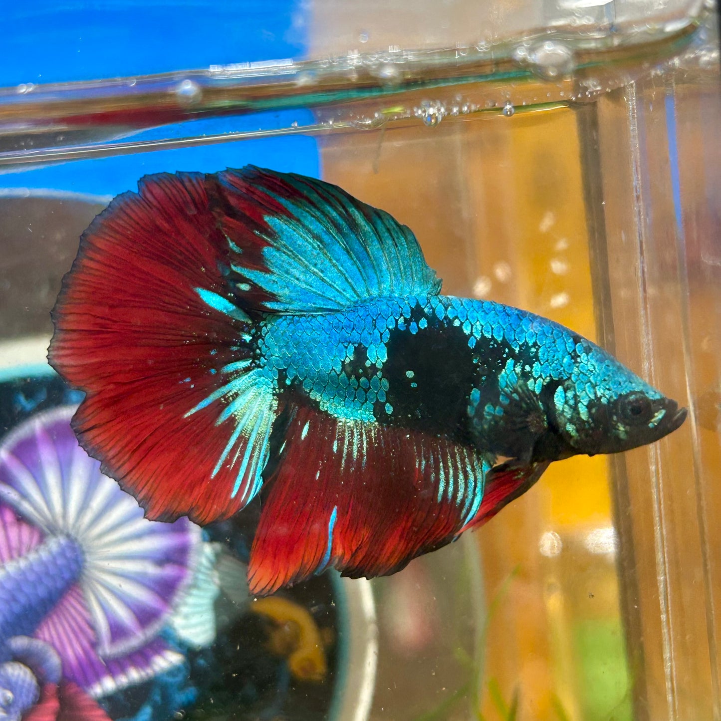 Avarta Vampire Halfmoon - Male Betta 097