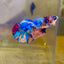 Multicolor Koi Plakat - Female Betta 099