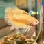 Gold Vanda Plakat - Male Betta 035