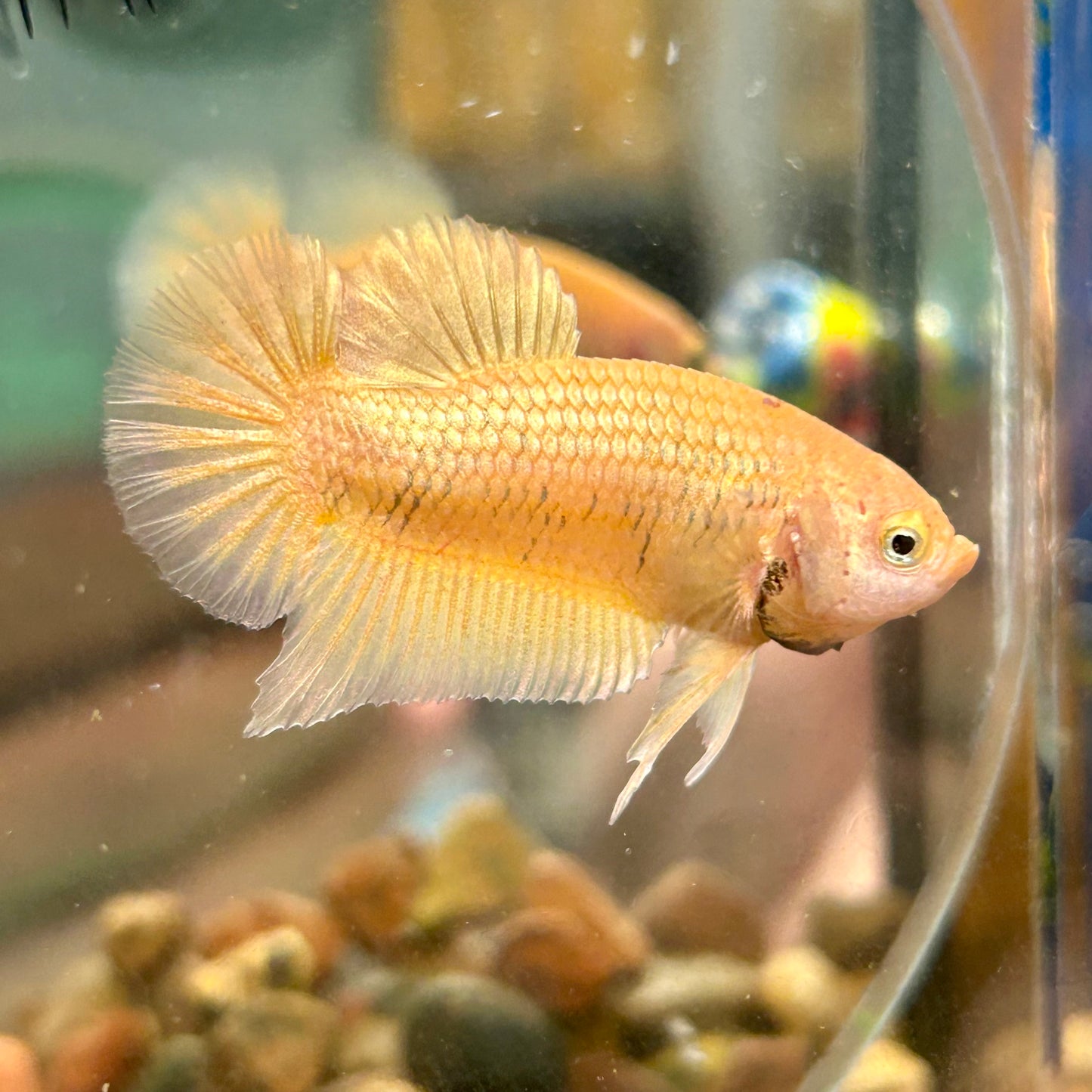 Gold Vanda Plakat - Male Betta 035