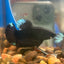 Avarta Black Plakat - Male Betta 098 Homebred