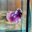 Purple Pink Halfmoon - Male Betta 162