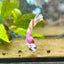 Plakat Red Koi Snow Female Betta #192