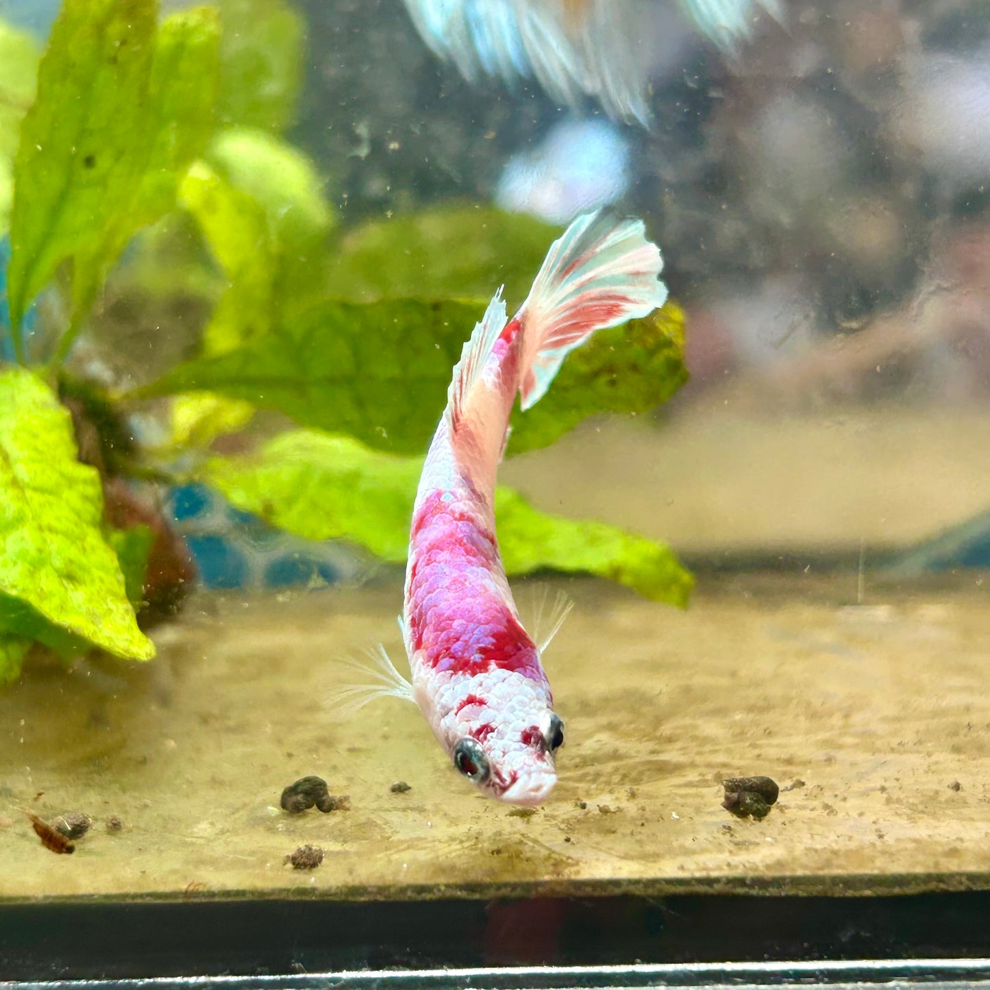 Plakat Red Koi Snow Female Betta #192