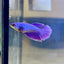 Purple Pink Halfmoon - Female Betta 041