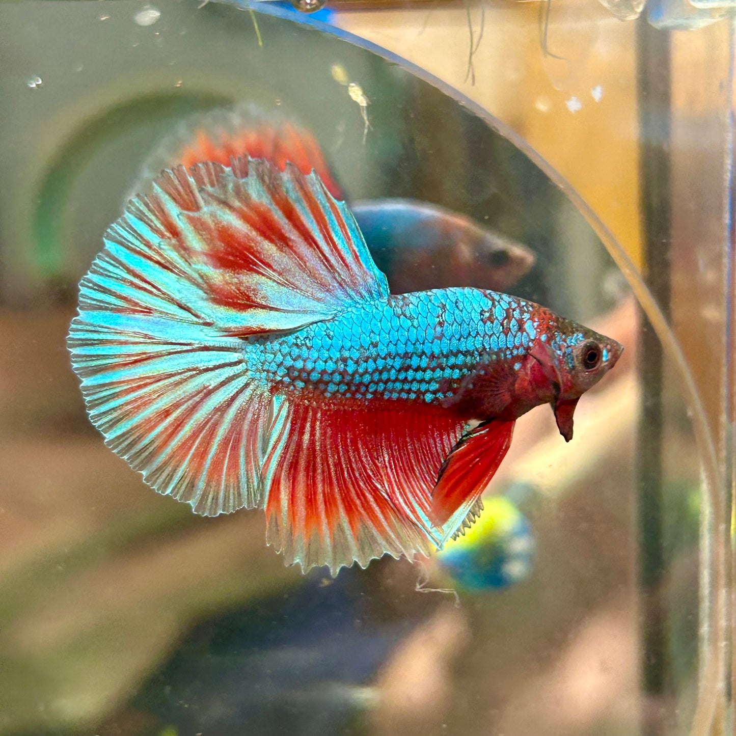 Red Fancy Halfmoon - Male Betta 123