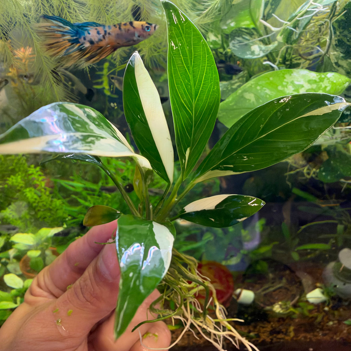 Anubias Panda Congensis